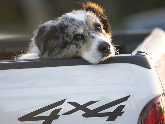 Is It Safe to Leave Your Dog in the Truck Bed? (Spoiler: Nope)