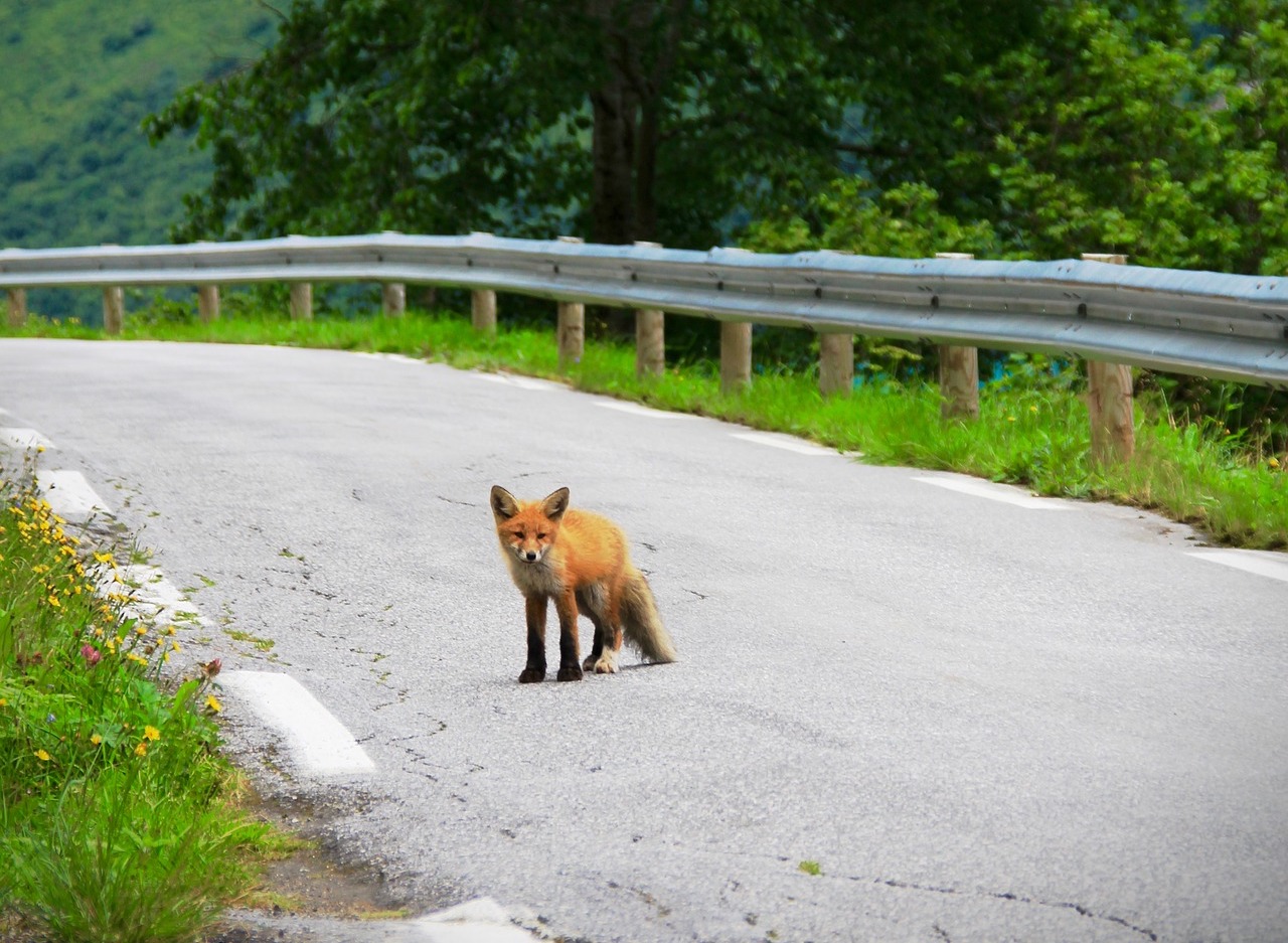 what-to-do-if-an-animal-runs-into-the-road-the-news-wheel