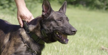 Oakland County K-9 Dog “Blitz” Featured in Chevy Tahoe PPV Ad