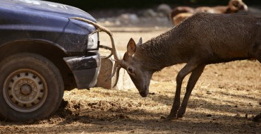 Stakes Rise in Ongoing Car vs. Deer Grudge Match