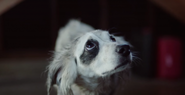 Honda Steals Subaru’s Shtick with Emotional Dog Commercial of Its Own