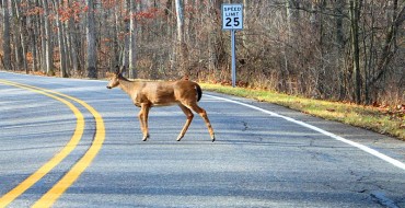 Do Deer Whistles Keep Deer Away?