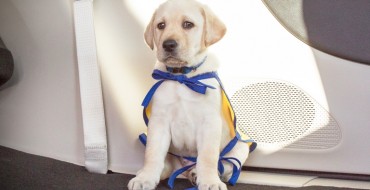 Chrysler Introduces Foley the “PacifiPuppy”