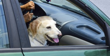 Human Habits that Put Canines at Risk in the Car