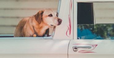 Is It Safe to Leave Your Dog in the Truck Bed? (Spoiler: Nope)