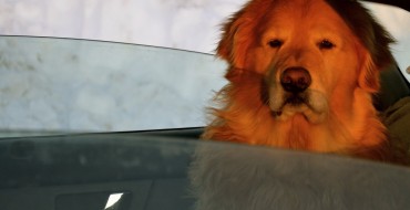 How To Road Trip With Your Pup This Summer