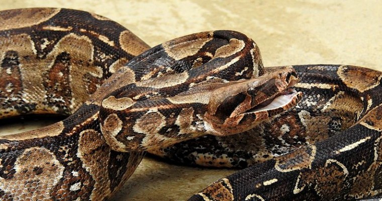 Massachusetts Man Finds a Boa Constrictor in His Truck’s Engine Bay