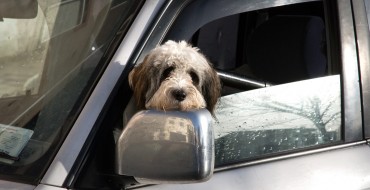 Tennessee Law Makes It Legal to Break Into Locked Cars to Save Animals