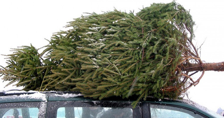 84 Million Americans Will Face the Challenge of Safely Getting a Christmas Tree Home This Year