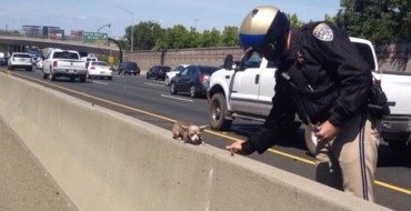 Contra Costa California Highway Patrol Rescues Chihuahua