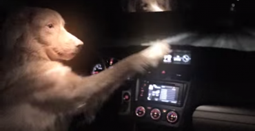 Subaru Dash Cam Commercial: Woman Hits Dog, Dog Steals Car