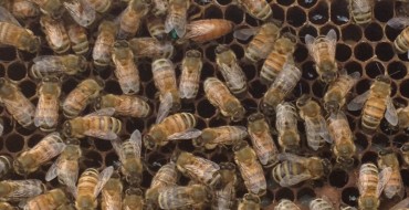 Bee Truck Overturns, Releases Swarm, Traps Deputy in His Car