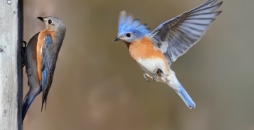 Girl Scouts Save Bluebirds at GM Plant