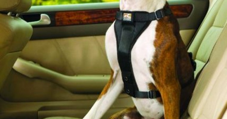 Responsible Dog Ownership Month: How to Ride in Your Car with Your Dog
