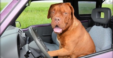 Responsible Dog Ownership Month: How it Feels for a Dog in a Hot Car