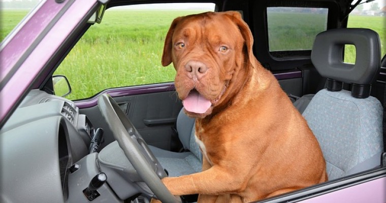 Responsible Dog Ownership Month: How it Feels for a Dog in a Hot Car