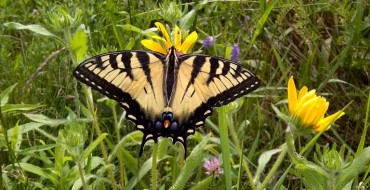 Toyota Plants in North America Develop Monarch Butterfly Waystation Habitats