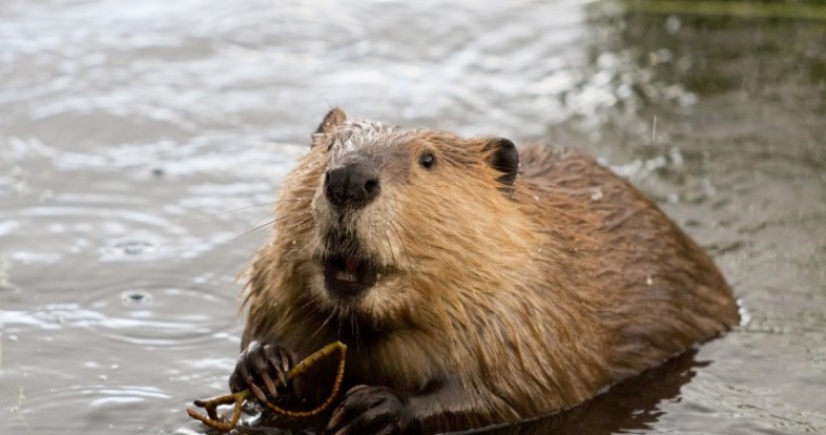 Hot Dam: Beavers Take Over Retention Ponds at Toyota Mississippi
