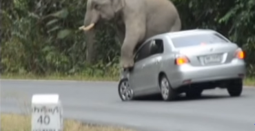 Jerk Elephant Sits on Car in Thailand