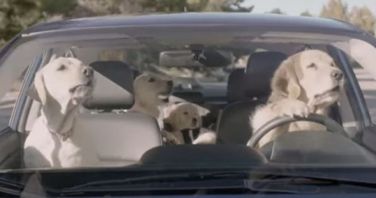 Who Are the Dogs in the Subaru Dog Commercials?