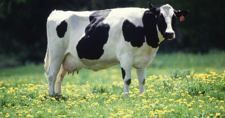 First Pigs, Then Sharks, Now Cows: Truck Carrying 120 Cows Crashes on Highway