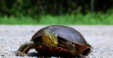 Do Drivers Purposefully Swerve to Hit Animals on the Road?