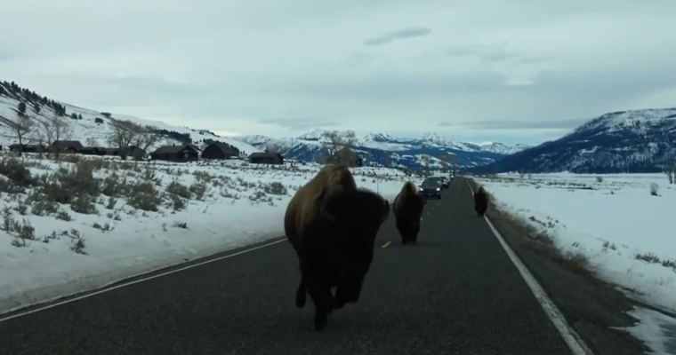 [VIDEO] Pissed Off Yellowstone Bison Rams a Nissan Xterra