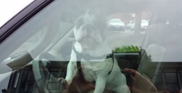 Bulldog Stuck in Toyota Sequoia Makes His Feelings Known