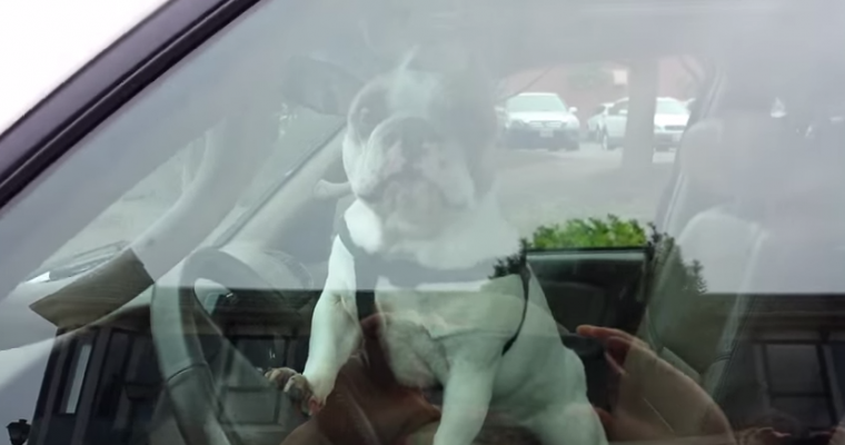 Bulldog Stuck in Toyota Sequoia Makes His Feelings Known