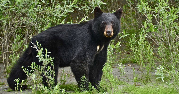 Colorado Bear Tries To Steal A Subaru