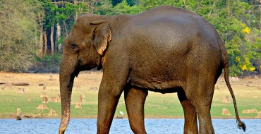 Elephant Chases Down Safari’s Jeep