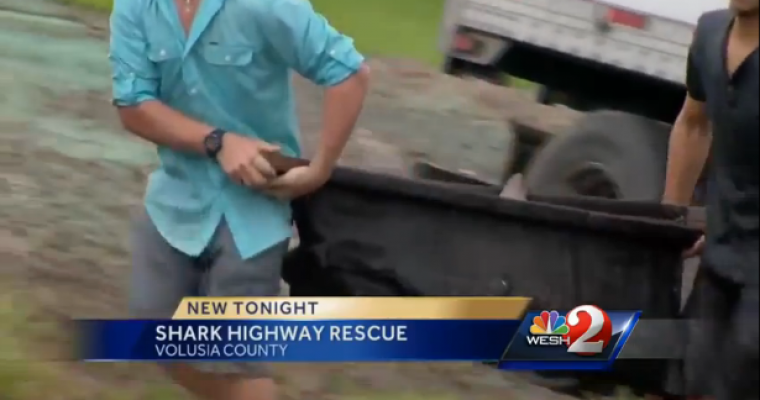 Shark Dies in Florida Truck Crash