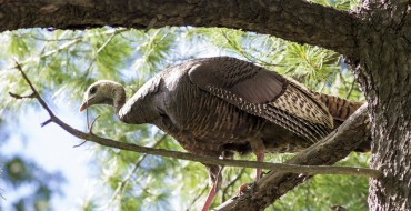 University of Michigan Terrorized by Turkey