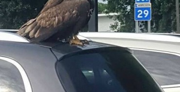 Bald Eagle Loves America, Perches on Buick Enclave