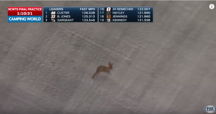 [WATCH] NASCAR Practice Stops For Rabbit Tomfoolery