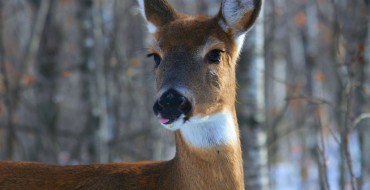 Reminder from the Iowa DOT: The Deer Crossing Signs Are Not Marking Deer Crosswalks