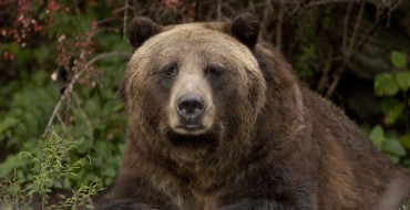 If You Drive Around a Bear in Russia, Make Sure It Has a Seatbelt On