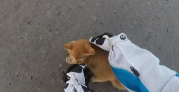 [WATCH] Tiny Kitten Saved from Near Death by Motorcyclist