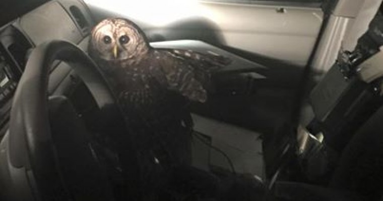 Animal Uprising Seems Imminent as Owl Attacks Police Officer