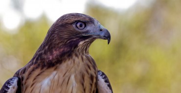 Toyota Arizona Helps Hawks Have a Handsome Home