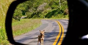 California Coyotes Disrupting Traffic May Be Tripping on Shrooms (Or Some Other More Likely, Boring Reason)