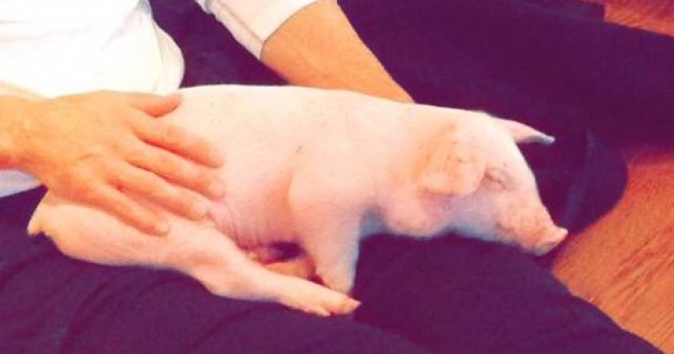 Family Saves Piglet from Side of Road During Snowstorm