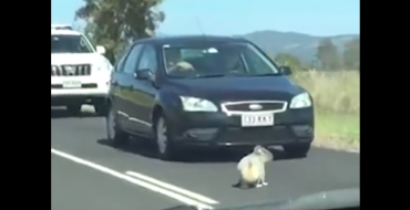 Koala Causes Adorable Traffic Jam