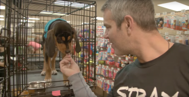 Andy Cohen Works with Rescue Animals as Part of Chevy’s #DayItForward [VIDEO]