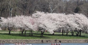 Philadelphia’s 2016 Subaru Cherry Blossom Festival Benefits School for the Deaf