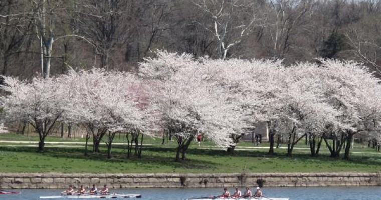 Philadelphia’s 2016 Subaru Cherry Blossom Festival Benefits School for the Deaf