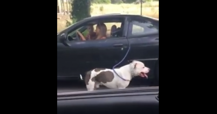 California Woman Uses Pontiac Sunfire to Walk Her Dog [VIDEO]