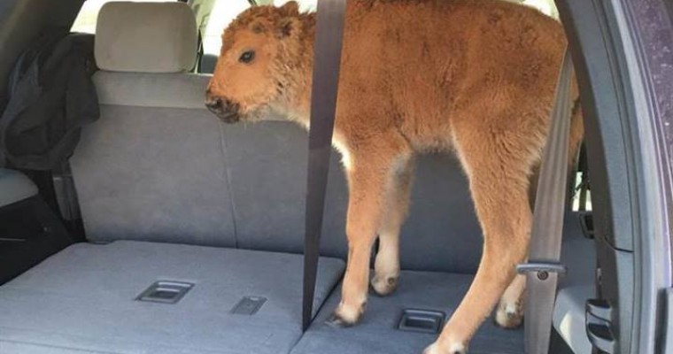 Yellowstone Tourists Put Bison Calf in Their Trunk Because They Thought It Was Cold