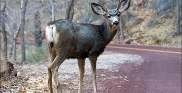 How Some States Use Roadkill to Make Highways Greener