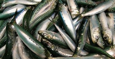 Flood Waters Leave Coat of Dead Fish on Highways in NC